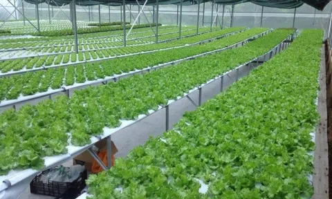 Bình Phước đặt mục tiêu phát triển nông nghiệp công nghệ cao