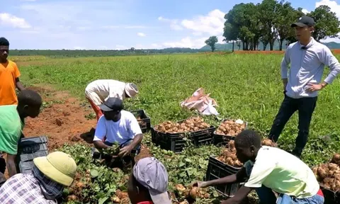 Nông trại Việt tại Angola bội thu đầu năm 3 loại rau củ người Trung Quốc thích mê, tranh nhau mua