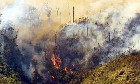 Bộ NN&PTNT đề nghị khẩn trương khống chế, dập tắt cháy rừng ở Sa Pa