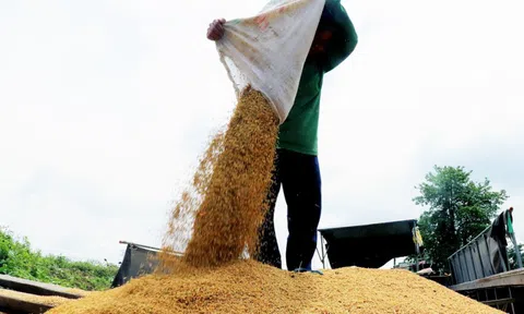 Giá gạo có chiều hướng giảm nhẹ: Những con số và dự báo